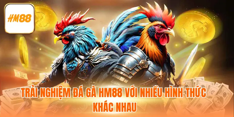 Trải nghiệm đá gà HM88 với nhiều hình thức khác nhau